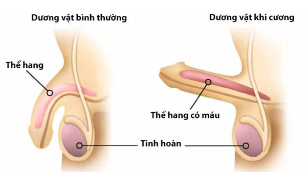 Sản phẩm tác động đến thể hang giúp dương vật to tạm thời