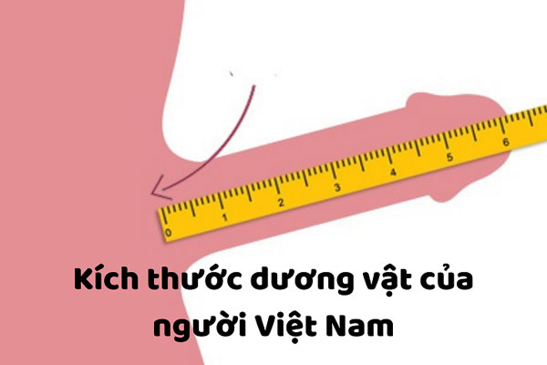 Hướng dẫn đo chiều dài của dương vật nam giới Hướng dẫn đo chiều dài của dương vật nam giới